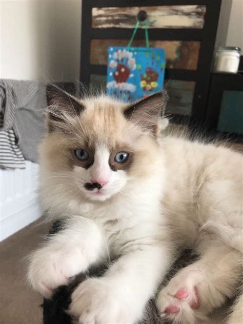 2 lovely bicolor ragdoll kittens for sale 800 Macquarie Park, NSW Dear all, 1 males ragdoll and 1 females available ready and looking for a new home now. . Ragdoll kittens for sale gumtree